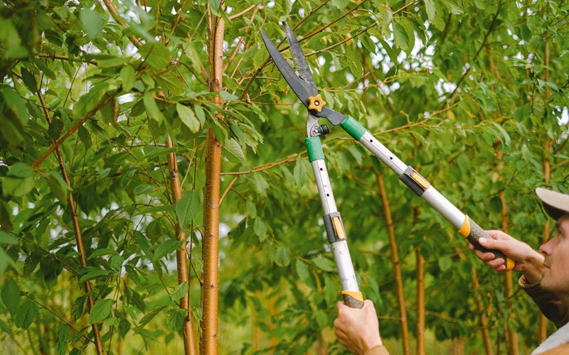 Tree trimming in Souris, ND