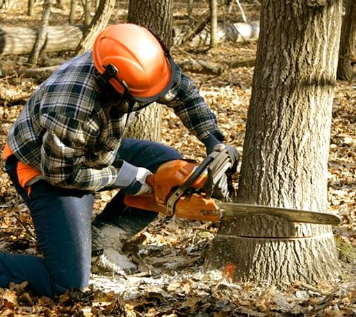 Tree Removal in Souris, ND